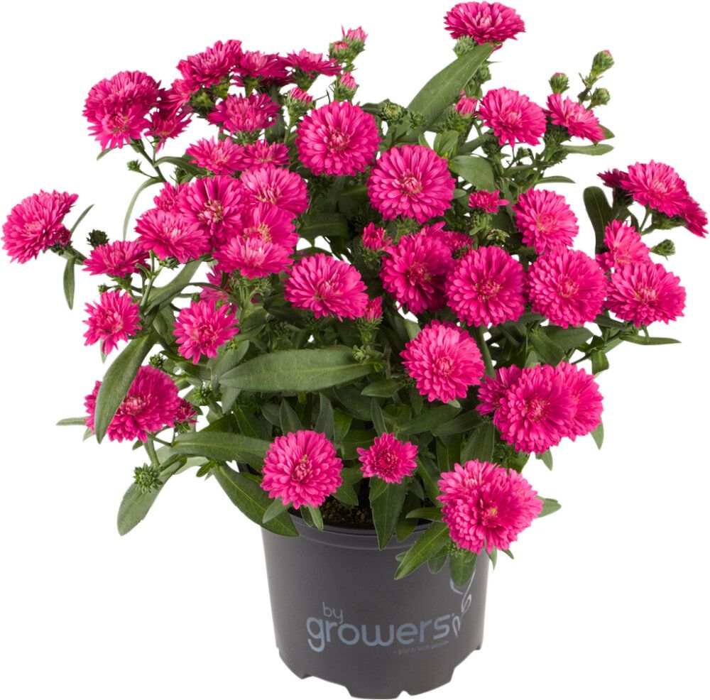 Syysasteri Hybrid mix Ø15 cm