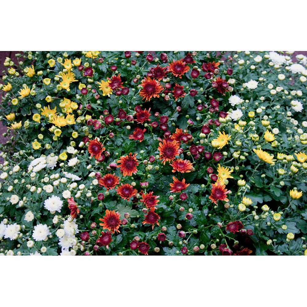 Pallokrysanteemi Chrysanthemum Ø 19 cm, värivalikoima