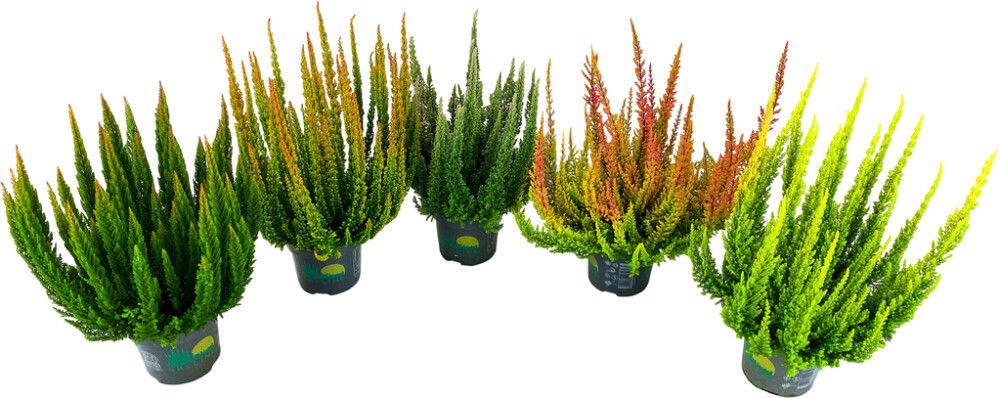 Calluna Vulgaris Skyline Mix P10