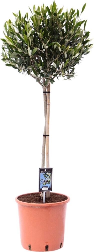 Oliivipuu Olea Europaea P18