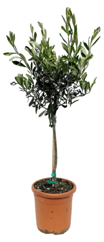 Oliivipuu Olea Europaea P18