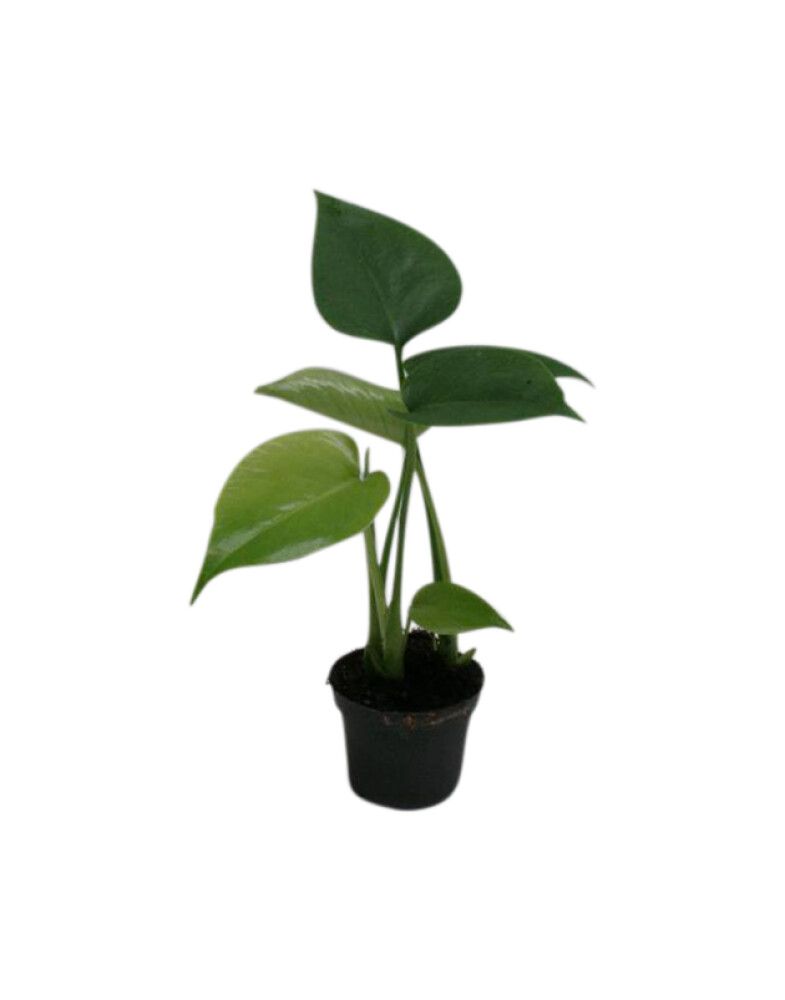 Peikonlehti Monstera Deliciosa P6