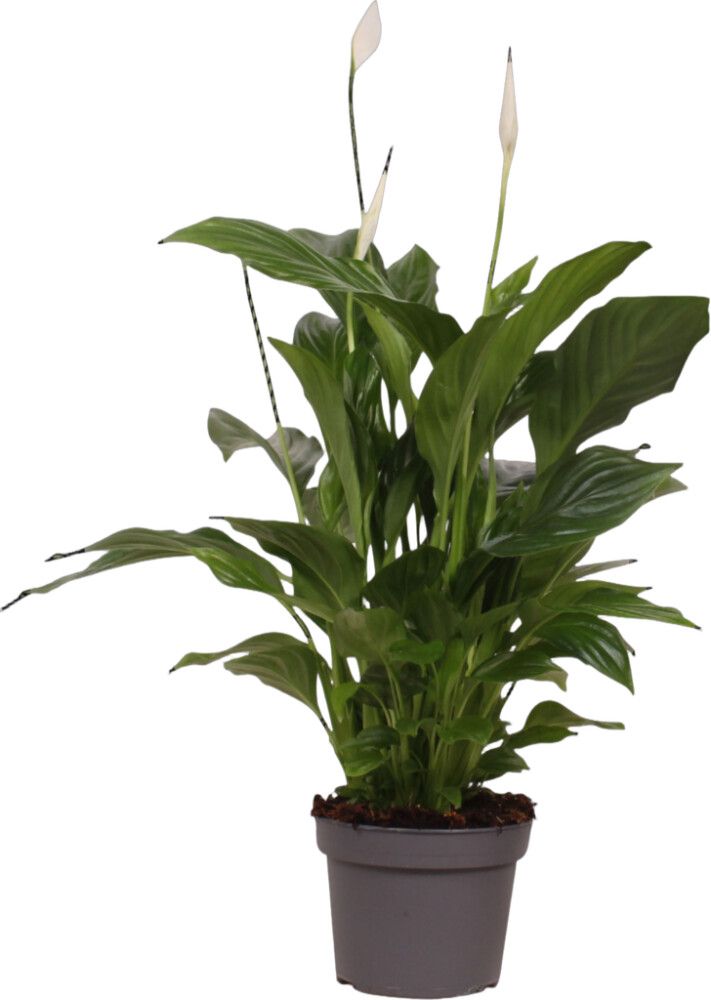 Viirivehka Spathiphyllum Strauss Ø 13 cm