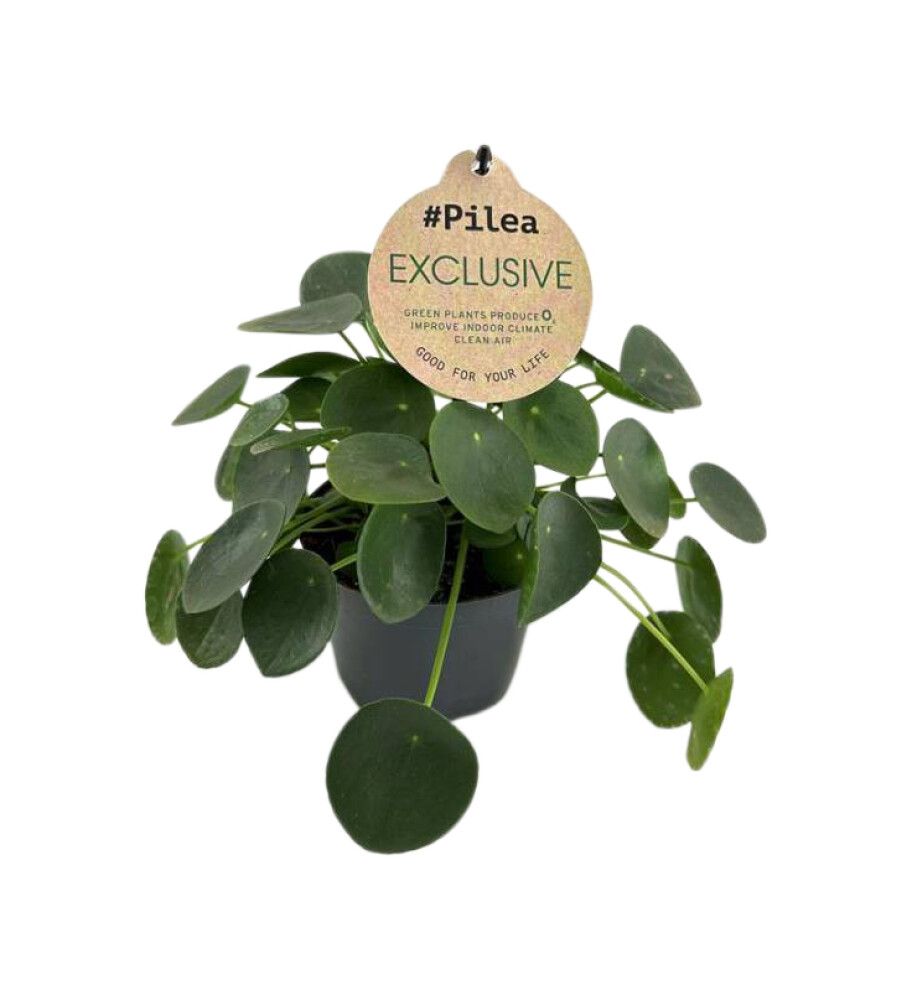 Kilpipiilea Pilea Peperomioides P12