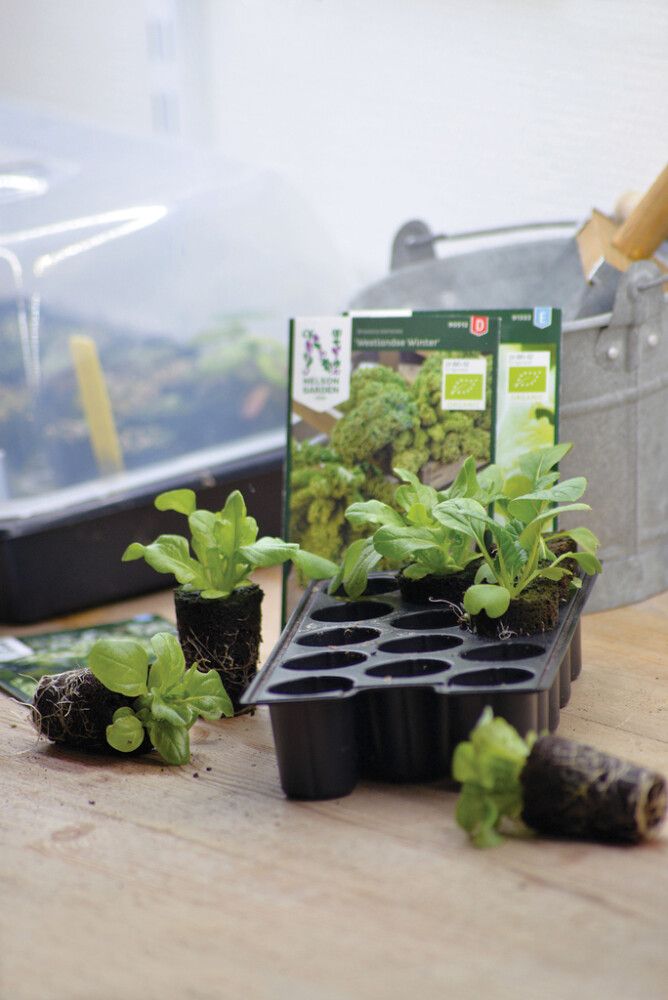 Kylvökapseli 14 kpl