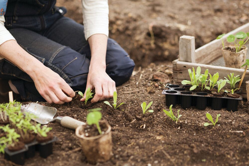 Kylvökapseli 14 kpl