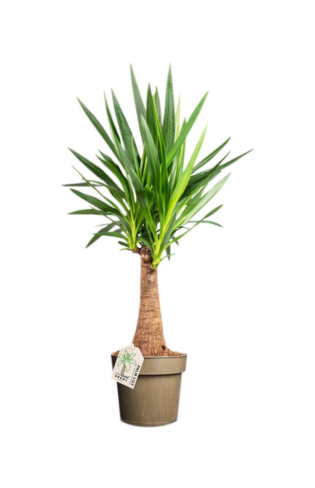 Jukkapalmu Gigantea P24