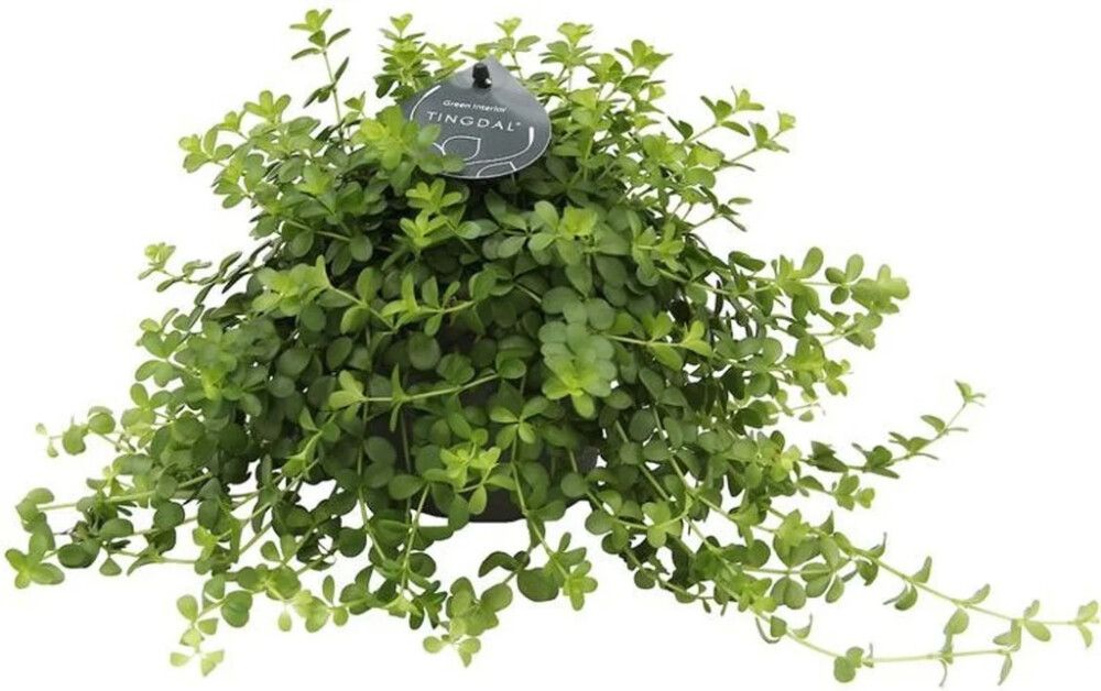 Muorinkukka Peperomia rotundifolia Ø 11 cm