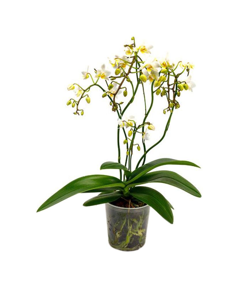 Perhoskämmekkä Phalaenopsis Hybrid Wild Mix P12