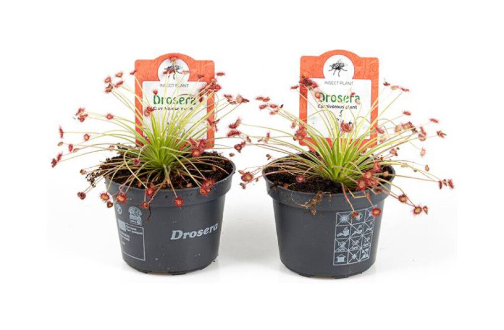 Kihokki Drosera Paradoxa P9