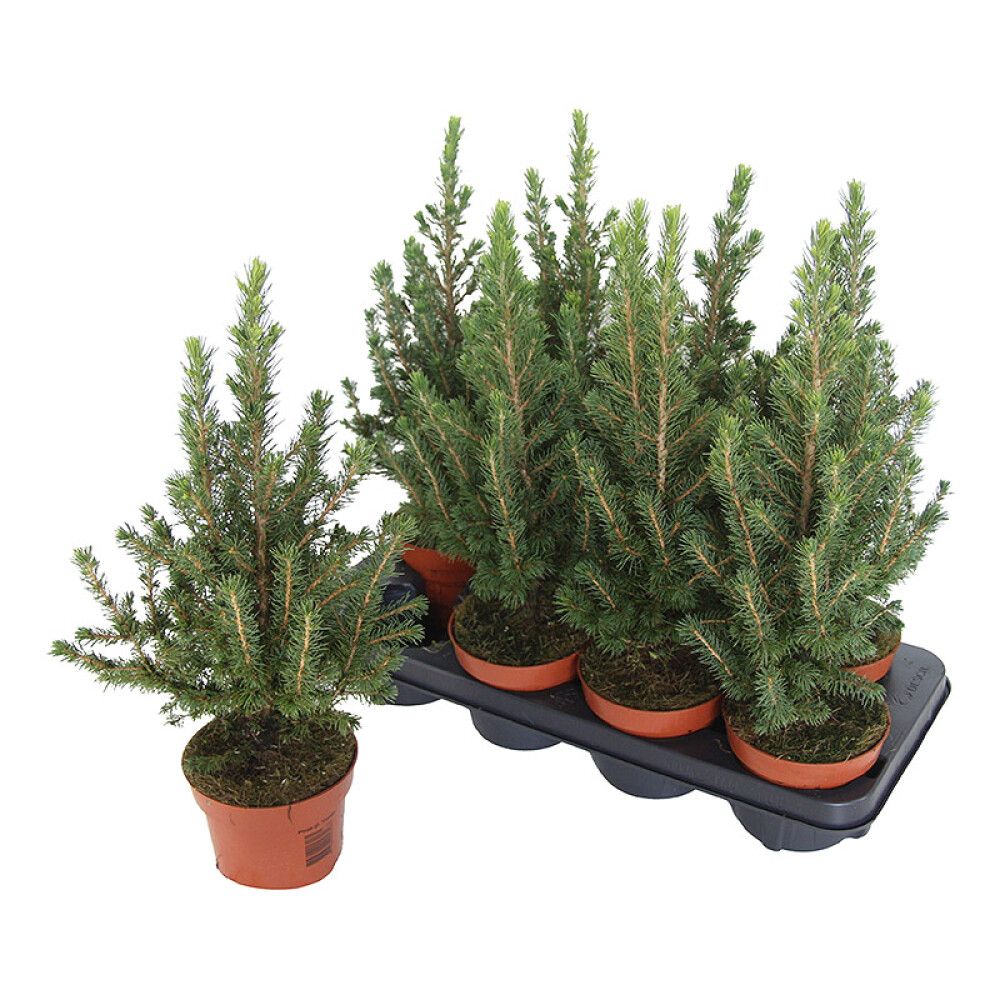 Kartiovalkokuusi Picea glauca Conica Ø 13 cm