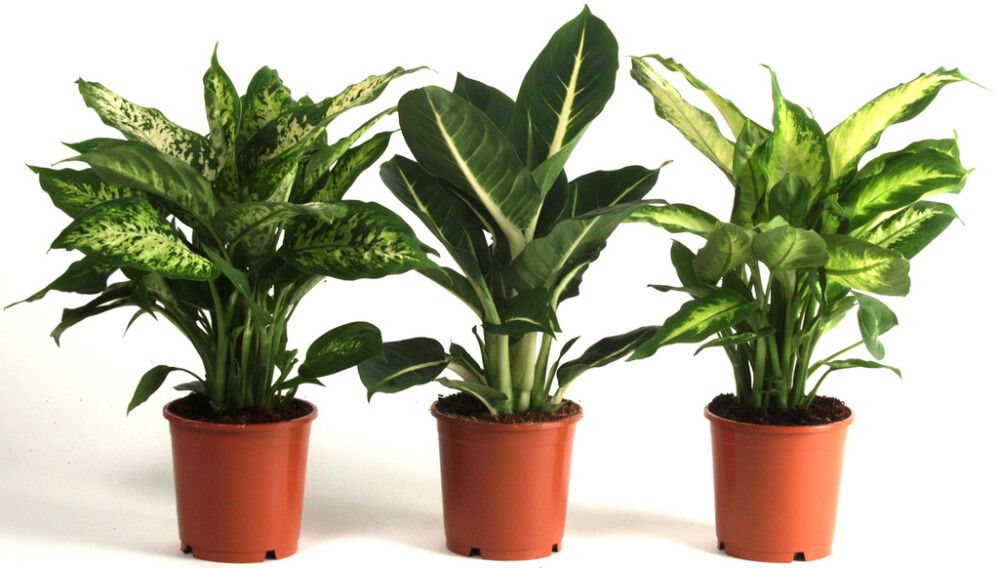 Kirjovehka Dieffenbachia Mix P12