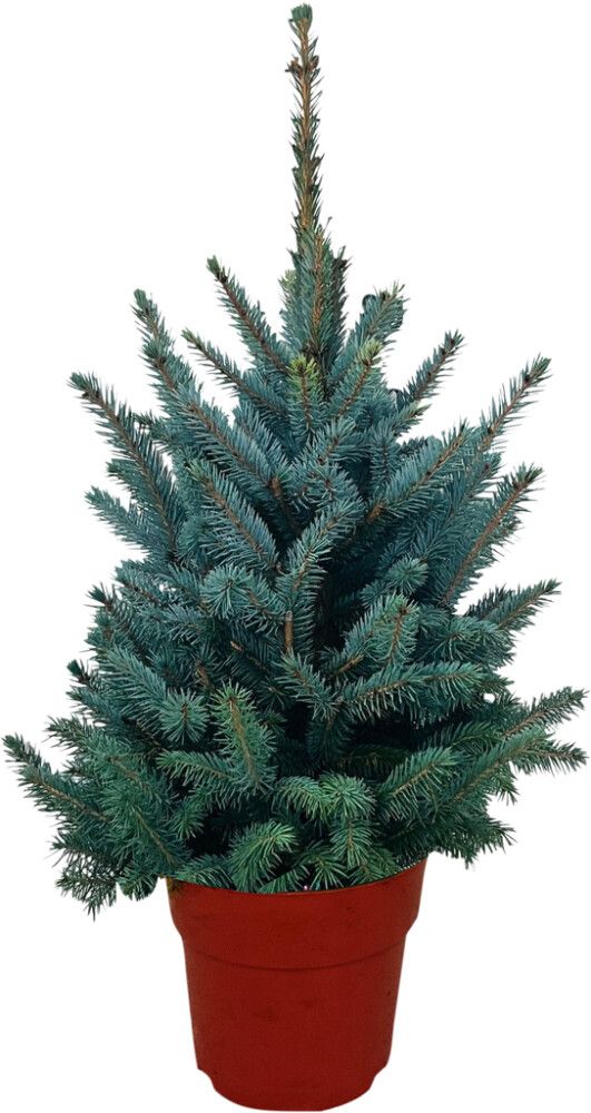 Sinikuusi Picea Pungens Super Blue 70 cm