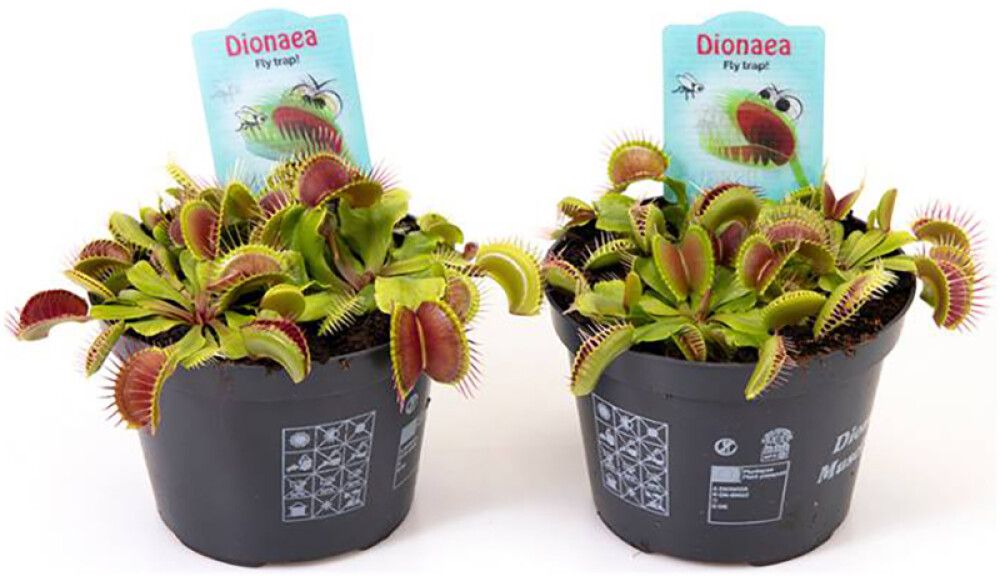 Kärpäsloukku Dionaea Muscipula P12