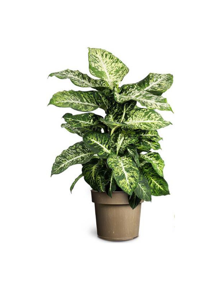 Kirjovehka Dieffenbachia Maculata P24