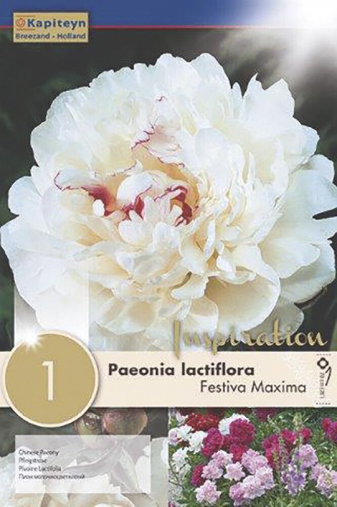 Kevätkukkasipuli Kapiteyn Paeonia Lactiflora Festival 1 kpl