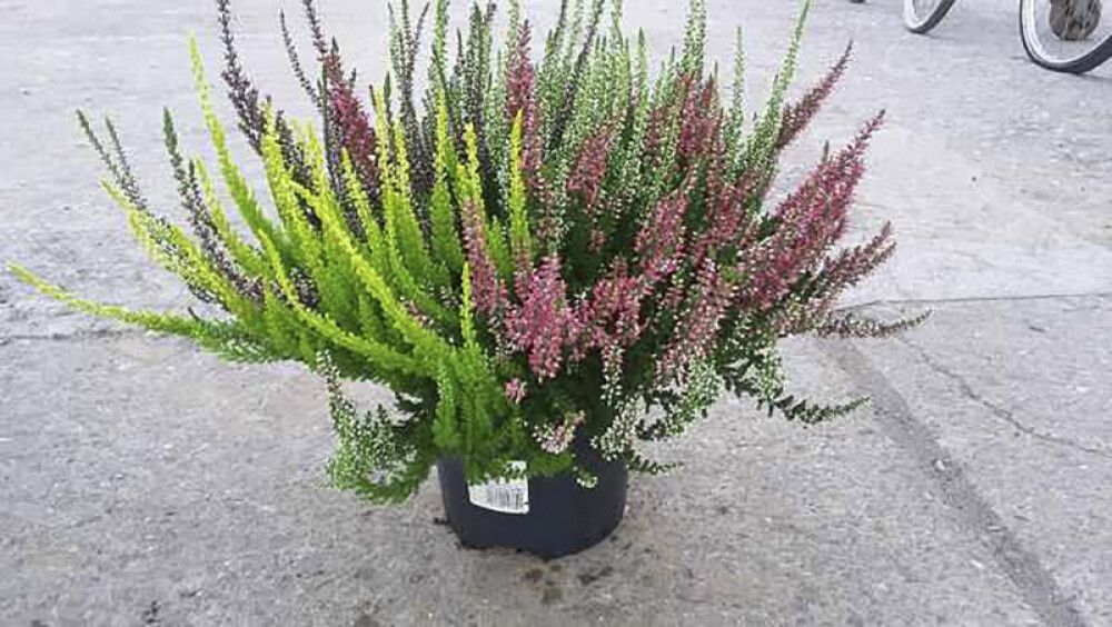 Kanerva Calluna Vulgaris High Five P17