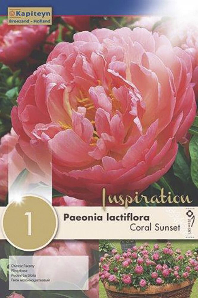 Syyskukkasipuli Kapiteyn Paeonia Lactiflora Coral Sunset 1 kpl