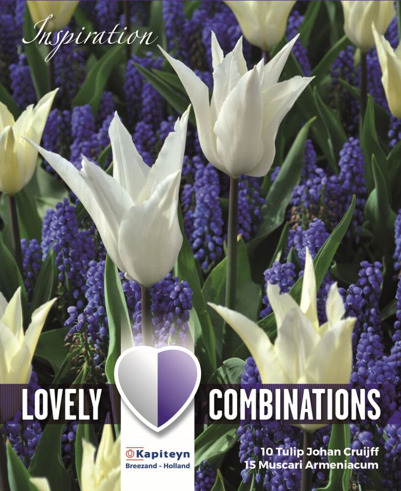 Syyskukkasipuli Tulppaani&Muscari lajitelma sinivalkoinen 25 kpl