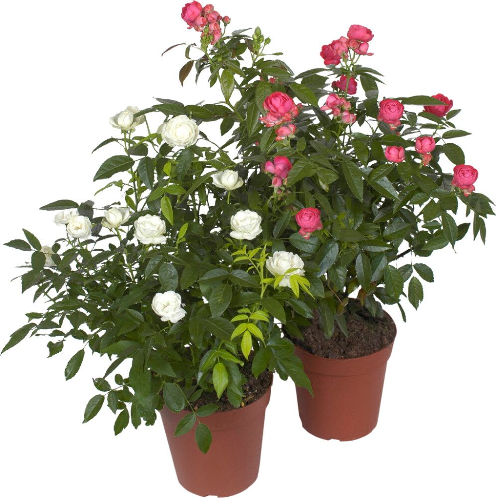 Äitienpäiväruusu Morsdag