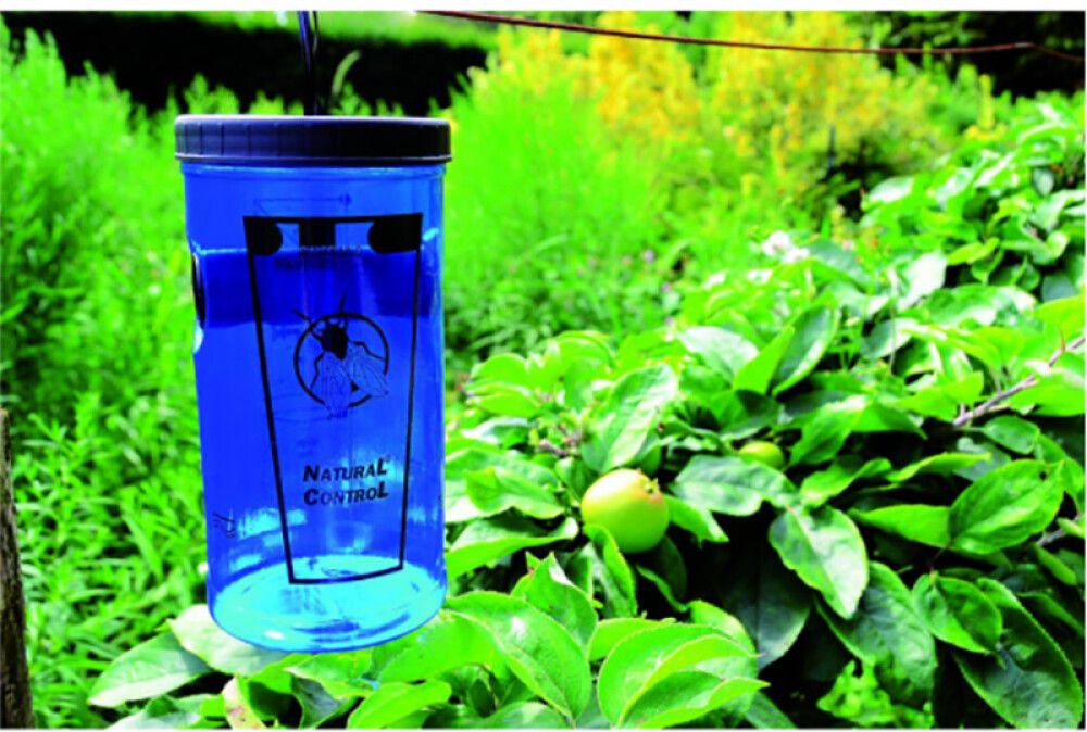 Syötti Swissinno kärpäspyydykseen