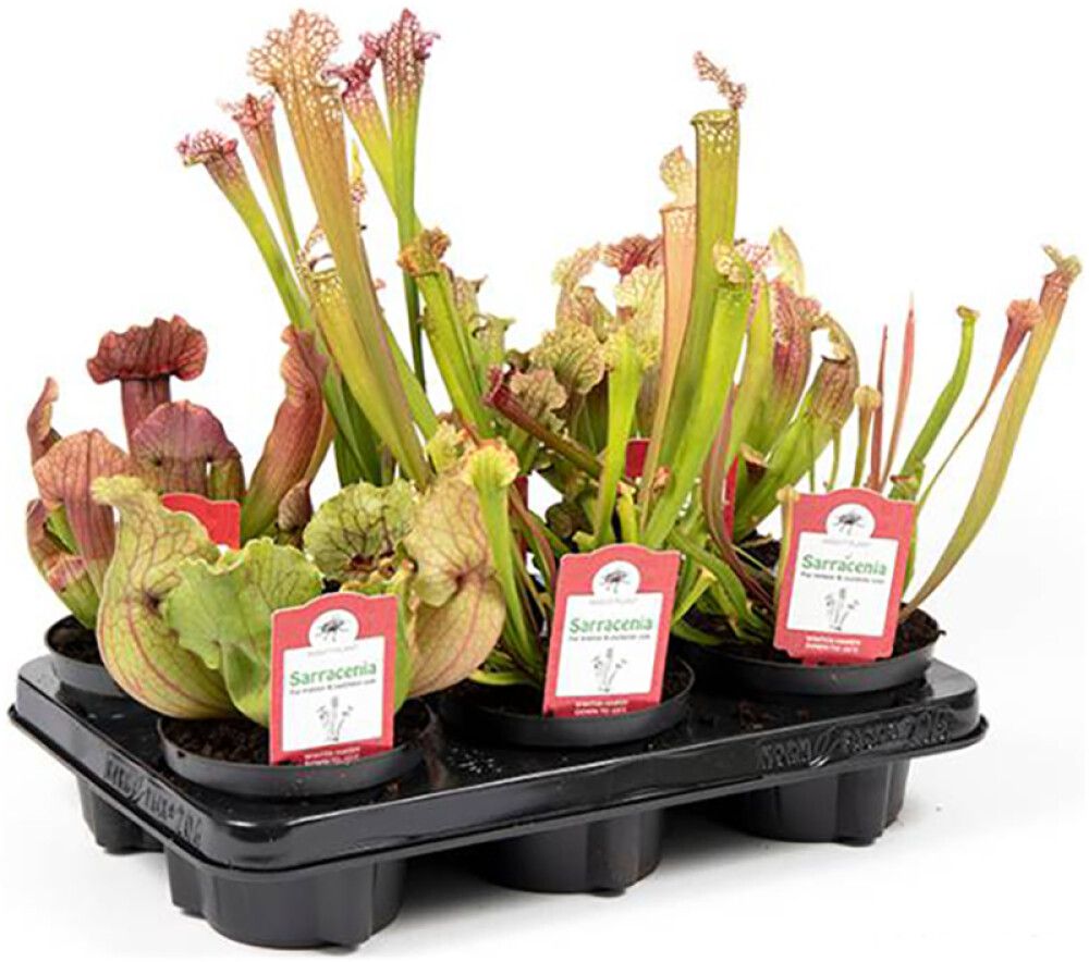 Tötterölehti Sarracenia Mix P12