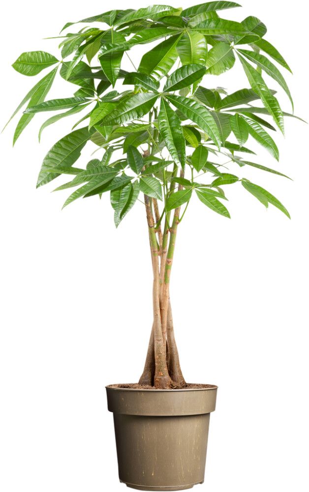 Sutipuu Pachira Aquatica letitetty P24