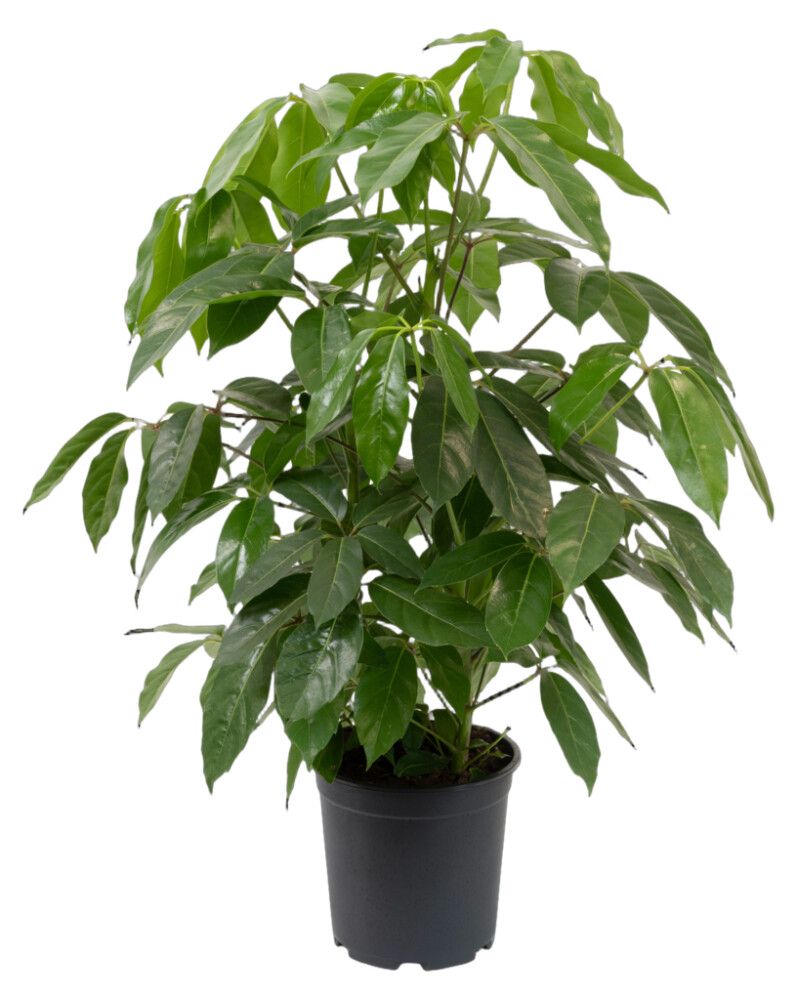 Siroliuska-aralia Schefflera arboricola Amate Ø 27 cm