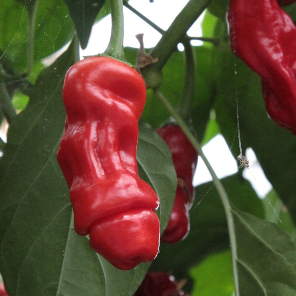 Chili Capsicum P11