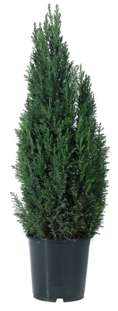 Sypressi Chamaecyparis Columnaris P21
