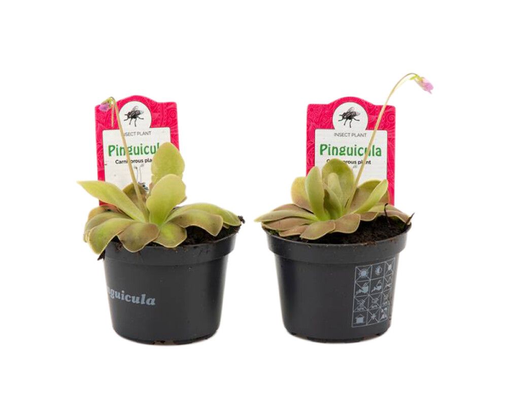 Yökönlehti Pinguicula Weser P9