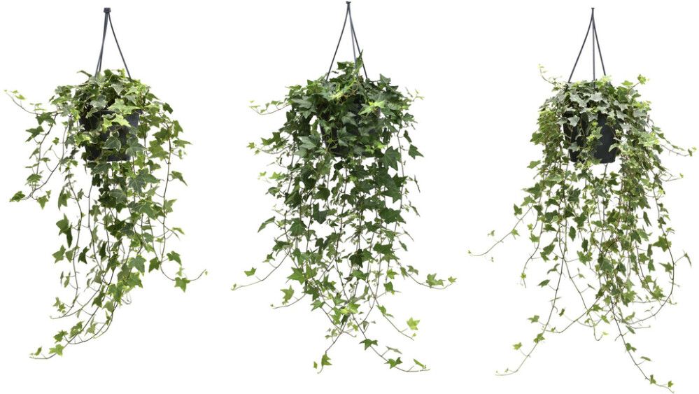 Muratti Hedera Mix P13