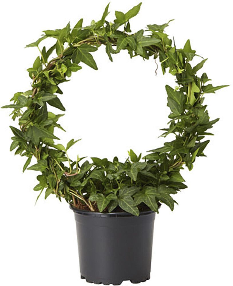 Muratti Hedera Mix P13