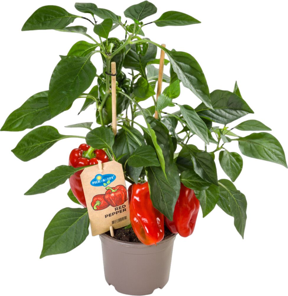 Chili-paprika Ready to Eat punainen