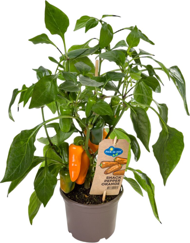 Chili-paprika Ready to Eat oranssi