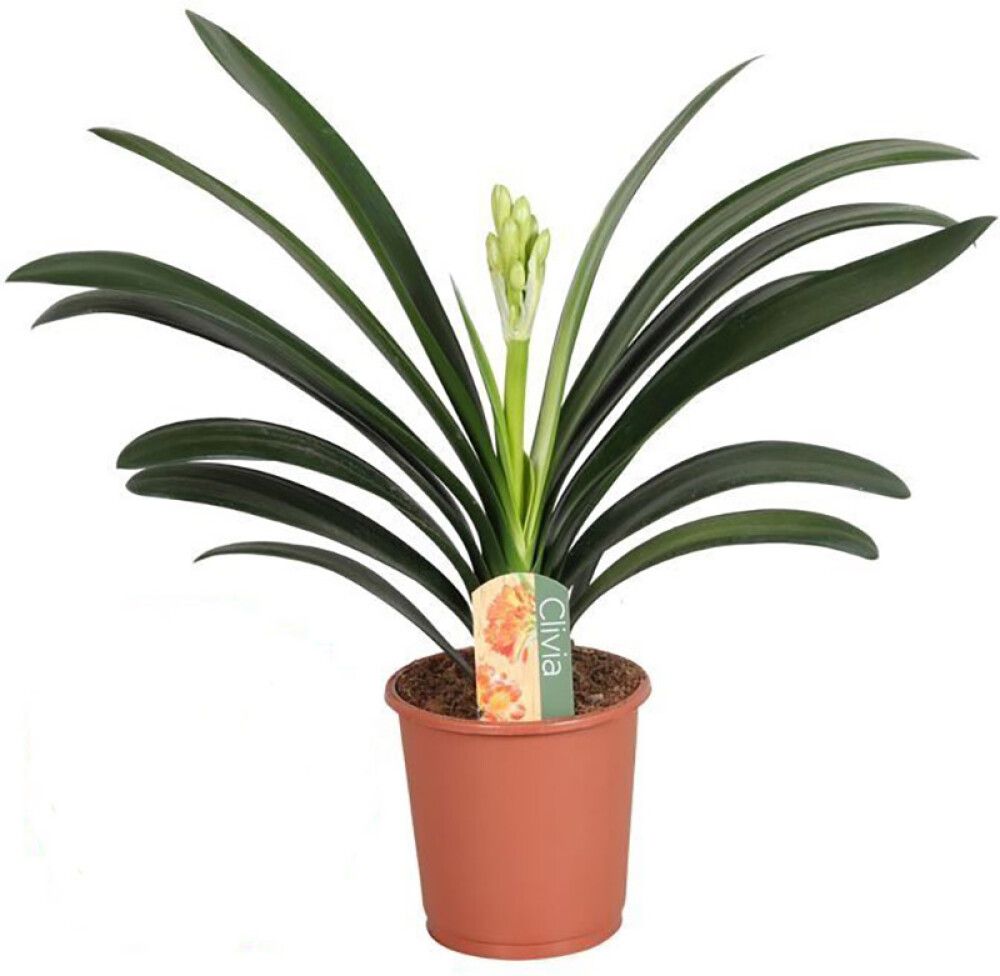Kliivia Clivia miniata Ø 13 cm