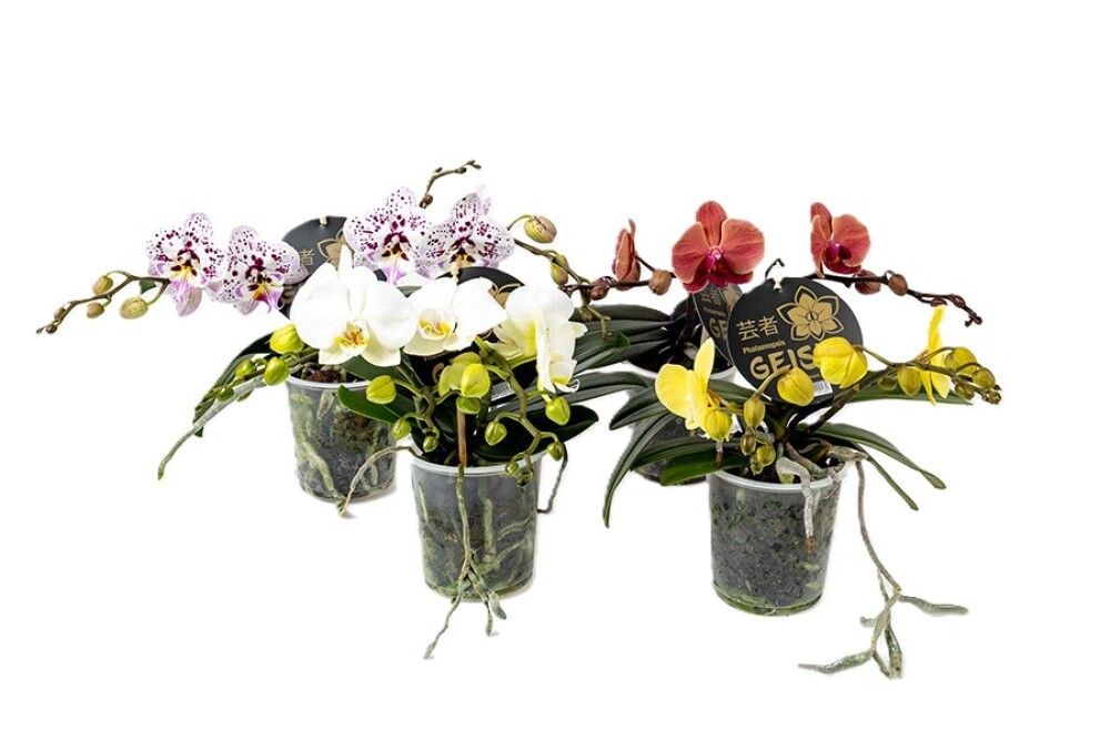 Perhoskämmekkö Phalaenopsis Geisha Mix P12