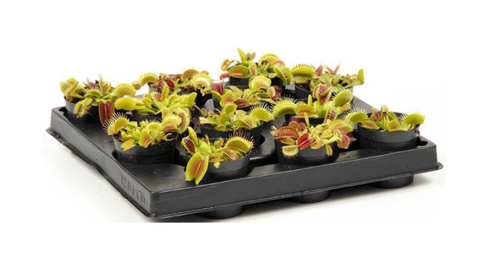 Kärpäsloukku Dionaea Muscipula P6