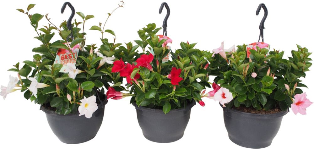 Maljaköynnös amppeli Mandevilla Mix P23