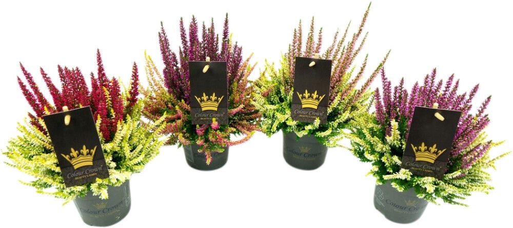 Kanerva Calluna Color Crown P11