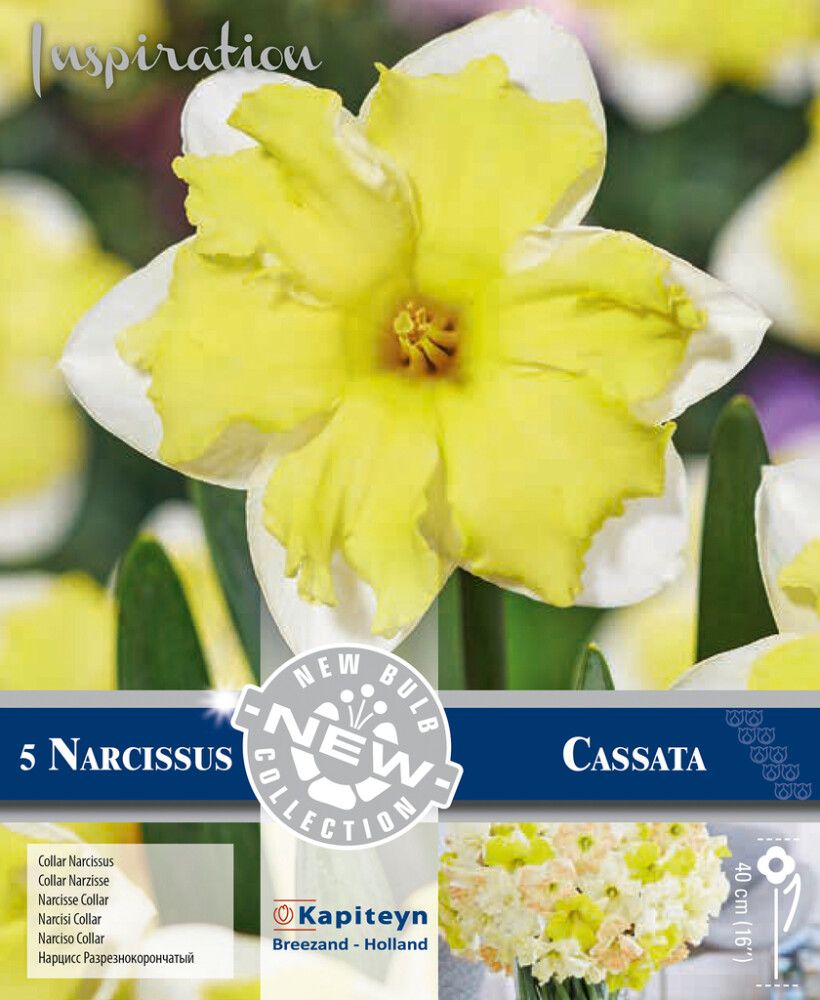 Syyskukkasipuli narsissi Collar Cassata 5 kpl
