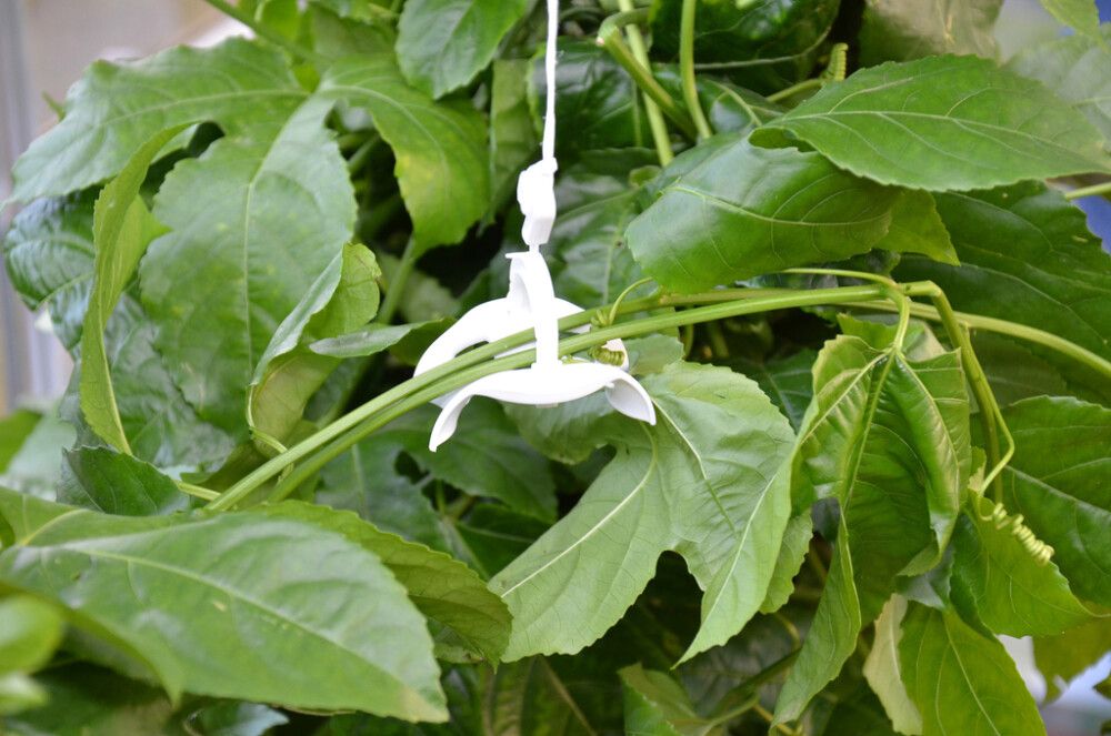 Kasvatuslankarulla setti Palram-Canopia