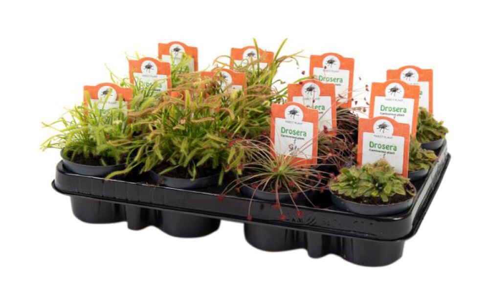 Kihokki Drosera Mix P9
