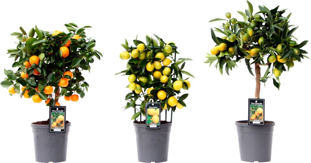 Sitrusmix rungollinen P20