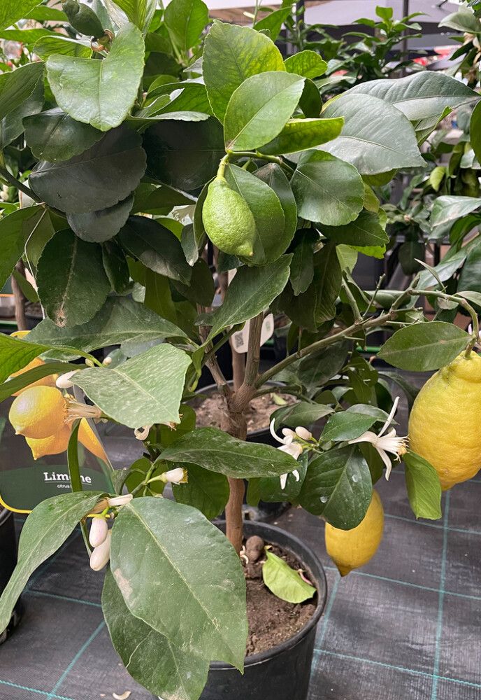 Sitrusmix rungollinen P20