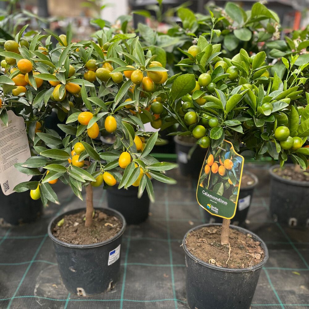 Sitrusmix rungollinen P20