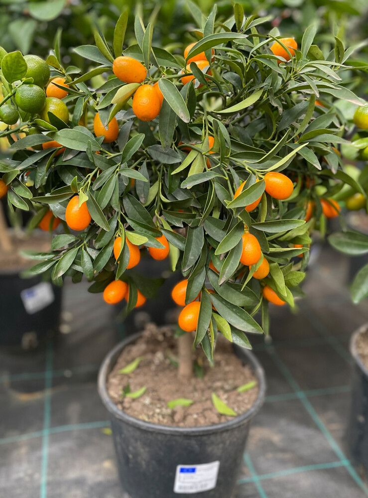 Sitrusmix rungollinen P20