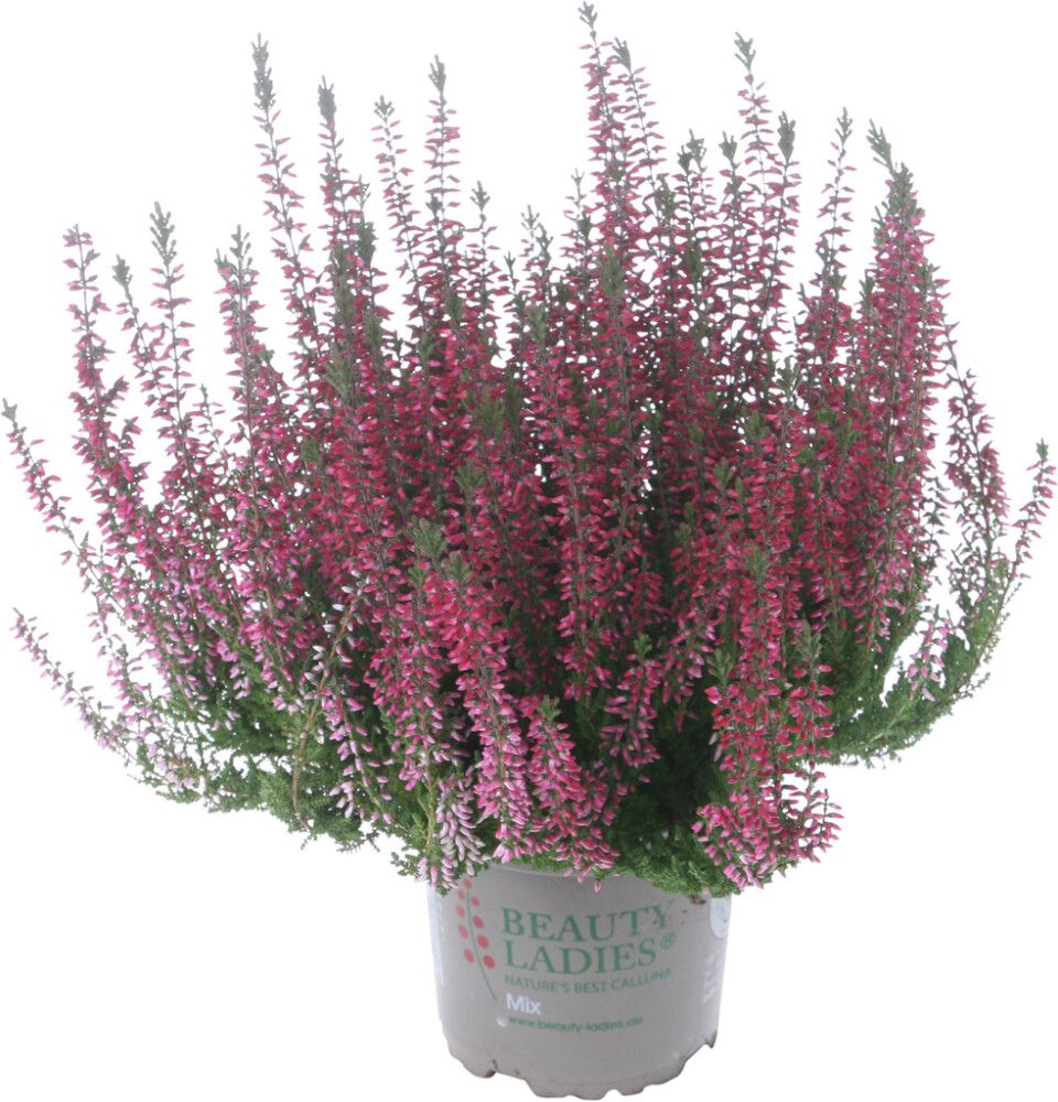 Pikkukuva 5