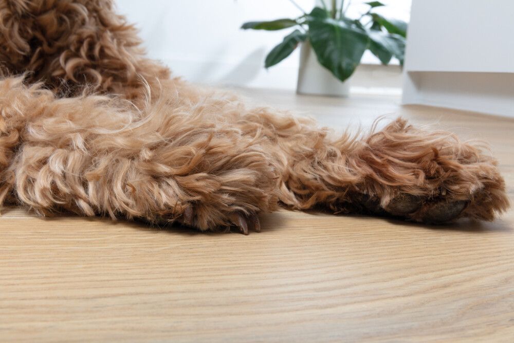 Laminaatti BerryAlloc Ocean 8 V4 Gyant Natural