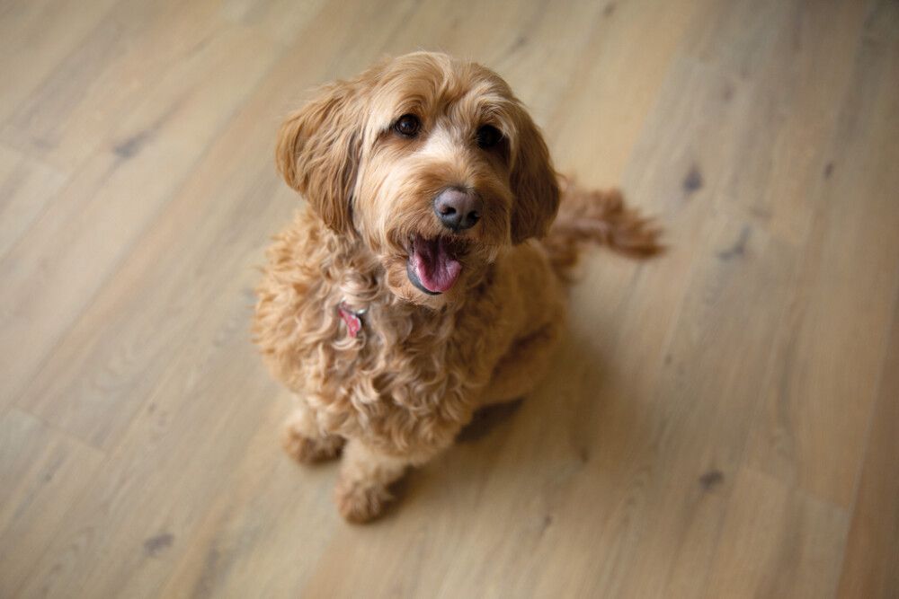 Laminaatti BerryAlloc Ocean 8 V4 Gyant Natural